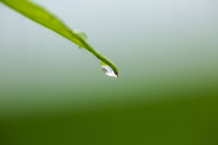 Gorgeous close up view of green grass blade with raindrop on tip. Beautiful nature green backgrounds.の写真素材