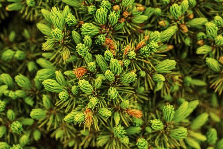 Close up view of thuja green tree isolated. Beautiful backgrounds och texture. Green nature background.の写真素材