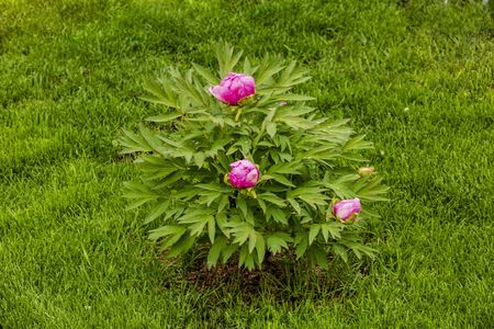 Close up view of peony flower blooming on green grass background. Beautiful backgrounds.の写真素材