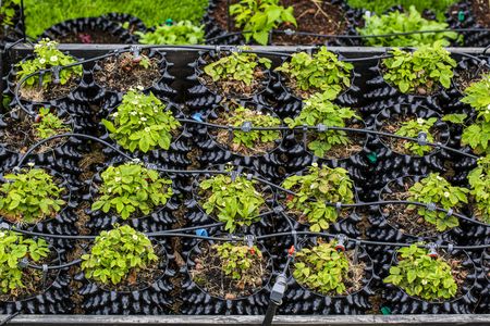 Close up view of strowberry plants in air-pots with watering system. Beatiful green backgrounds.の写真素材