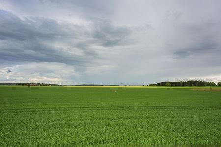 Gorgeous view of green field with rye. Beautiful green backgrounds. Sweden, Europe.の写真素材