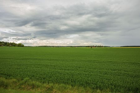 Gorgeous view of green field with rye. Beautiful green backgrounds. Sweden, Europe.の写真素材