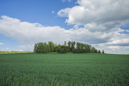 Gorgeous view of green field with rye. Beautiful green backgrounds. Sweden, Europe.の写真素材
