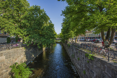 Old green trees. Beautiful nature backgrounds. Uppsala. Sweden. 06.06.2019.