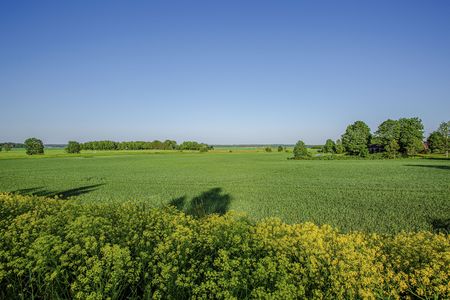 Beautiful green forest fields and blue sky fields. Gorgeous backgrounds.の写真素材
