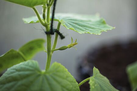 Close up view of first cucumbers. Healthy eating concept. Beautiful green nature backgrounds.の写真素材