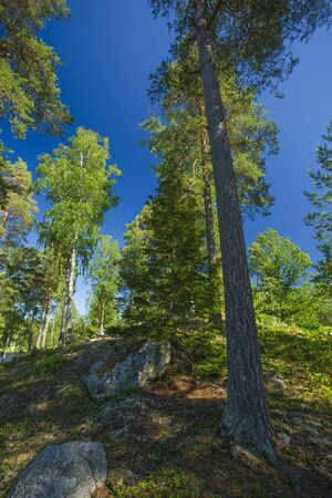 Gorgeous landscape view on a beautiful sunny summer day. Green trees and plants on blue sky background. Beautiful backgrounds.の写真素材