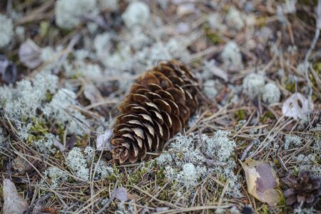 Gorgeous close up view of brown moss pine cone isolated on blue. Beautiful nature backgrounds.の写真素材