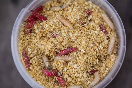 Closeup macro view of red fishing maggots in sawdust isolated. Fishing concept.の写真素材