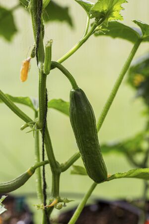 Close up view of first cucumbers. Healthy eating concept. Beautiful green nature backgrounds.の写真素材