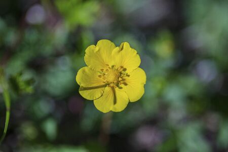 Beautiful close up view of small yellow flower isolated. Beautiful nature backgrounds.の写真素材