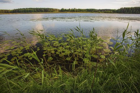 Water mirror and green sedge on sunset. Gorgeous nature landscape background.