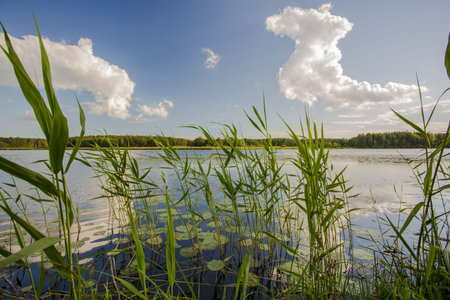 Water mirror and green sedge on sunset. Gorgeous nature landscape background.