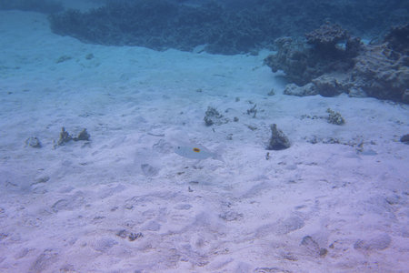 Underwater view of dead coral reefs and beautiful fishes. Snorkeling. Maldives, Indian ocean.