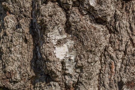 Texture background of old tree bark. Beautiful nature backgrounds textures.の写真素材