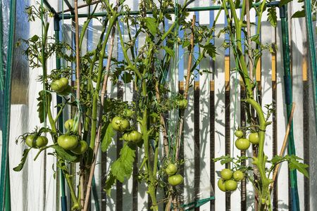 Close up view of tomato plants in greenhouse. Gardening concept.の写真素材