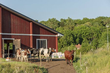 Beautiful summer day. Agriculture concept. Animals concept.の写真素材
