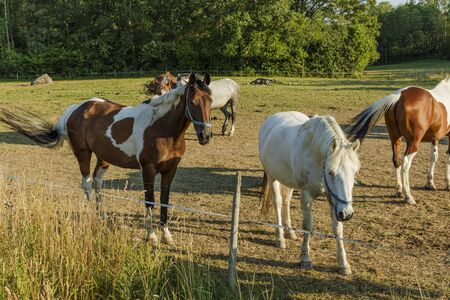 Group of colorful horses on rest in field. Animals concept. Beautiful animals backgrounds.の写真素材