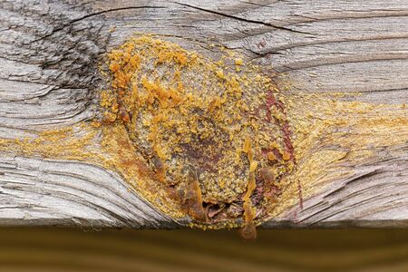 Close up macro view of protruding resin tree cut surface. Natural texture backgrounds.の写真素材