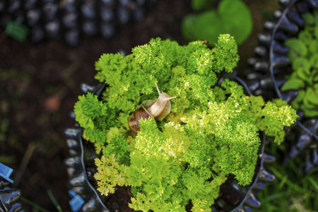 Close up macro view of green lettuce salad leaves. Beautiful nature backgrounds.の写真素材