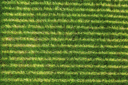 Background lines on green grass field. Summer backgrounds.