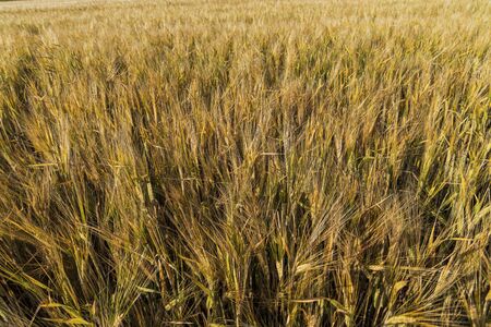 Gorgeous view of rye field. Agriculture concept. Beautiful nature backgrounds.の写真素材