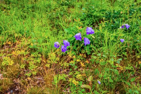 Gorgeous view of purple summer flowers making their way through green grass. Beautiful backgrounds.の写真素材