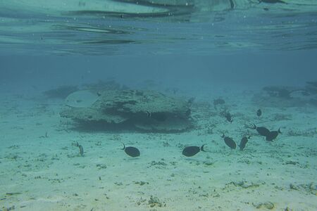 Underwater view of dead coral reefs and beautiful fishes. Snorkeling. Maldives, Indian ocean.の写真素材