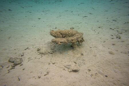 White sand bottom and blue water. Snorkeling, Maldives, Indian Ocean.の写真素材