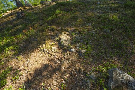 Beautiful view of rough rocky forest soil landscape. Beautiful outdoor nature landscape backgrounds. Rough forest landscape texture.の写真素材