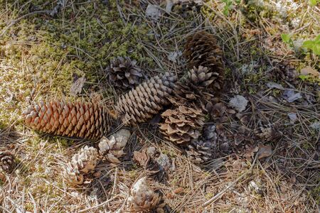Cones of different sizes and forms. Beautiful nature backgrounds.の写真素材