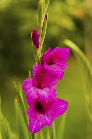 Top view of a gorgeous purple gladiolus flower isolated against a background of green leaves. Beautiful backgrounds.の写真素材
