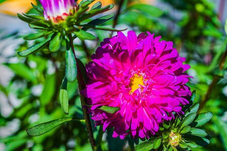 Gorgeous close up view of aster flower isolated on green background. Beautiful nature backgrounds.の写真素材