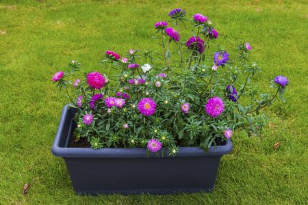 Close up view of colorful outdoor aster flowers on green grass background.の写真素材