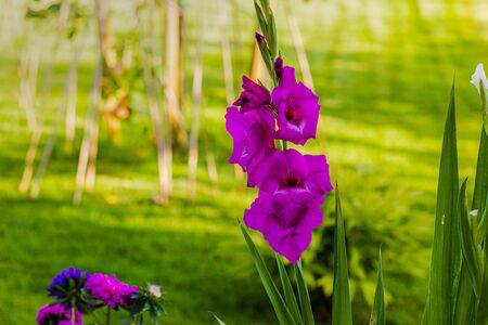 Top view of a gorgeous purple gladiolus flower isolated against a background of green leaves. Beautiful backgrounds.の写真素材