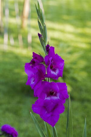 Top view of a gorgeous purple gladiolus flower isolated against a background of green leaves. Beautiful backgrounds.の写真素材