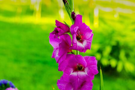 Top view of a gorgeous purple gladiolus flower isolated against a background of green leaves. Beautiful backgrounds.の写真素材