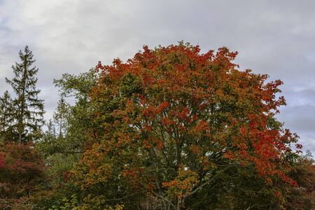 Gorgeous autumn colorful nature landscape view. Beautiful colorful nature backgrounds.の写真素材