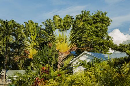 Beautiful view of small houses surrounded of green palm trees and plants. Key West. Florida USAの写真素材