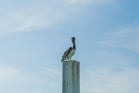Pelican sitting on logs. Turquoise water and blue sky background. Caribbean. Key West, Florida. USA Amazing nature background.の写真素材