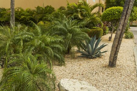 Wonderful green plants. Nature landscape of Aruba Island. Nice green background.の写真素材