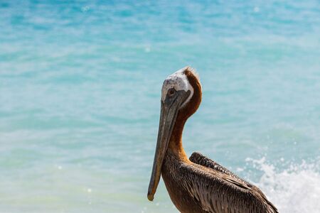 Pelican sitting on rock. Turquoise water and blue sky background. Caribbean. Aruba.Amazing nature background.の写真素材