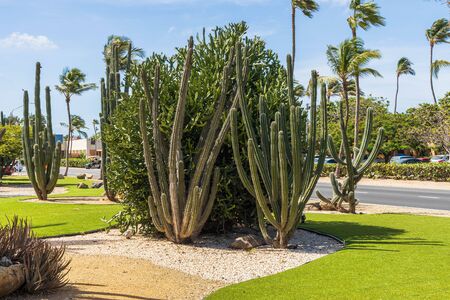 View on different sorts of cactus plant. Aruba. Beautiful nature backgrounds.の写真素材