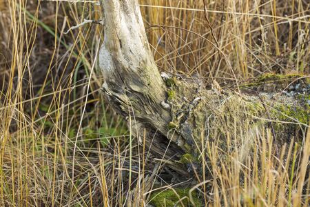 Close up view of beautiful old tree trunk residue in yellowed dry grass. Beautiful nature backgrounds.の写真素材