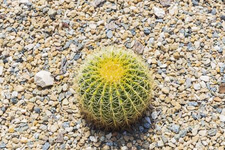 Beautiful close up macro view of green cactus on stone landscape. Tropical plants concept.の写真素材