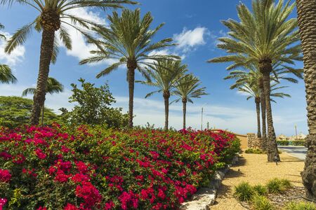 Gorgeous view of natural tropical landscape. Bushes with red flowers and green palm trees on blue sky with white clouds background.の写真素材