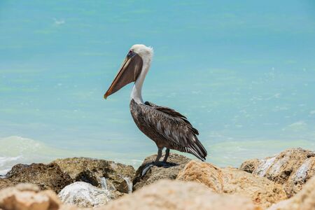 Pelican sitting on rock. Turquoise water and blue sky background. Caribbean. Aruba.Amazing nature background.の写真素材