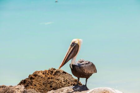 Pelican sitting on rock. Turquoise water and blue sky background. Caribbean. Aruba.Amazing nature background.の写真素材