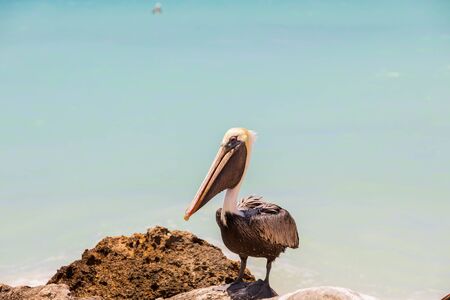 Pelican sitting on rock. Turquoise water and blue sky background. Atlantic Ocean. Aruba island. Amazing nature background.の写真素材