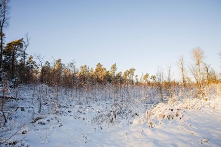 Gorgeous view of winter nature landscape. Snowy trees in winter. Winter day. Beautiful winter background.の写真素材